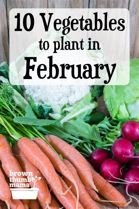 In The Garden In February: What To Plant, Sow And Do?